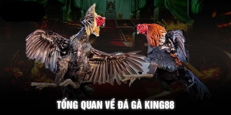 Đá gà King88