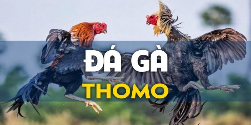 đá gà Thomo