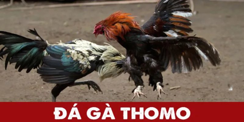 Tổng quan về hình thức đá gà Thomo